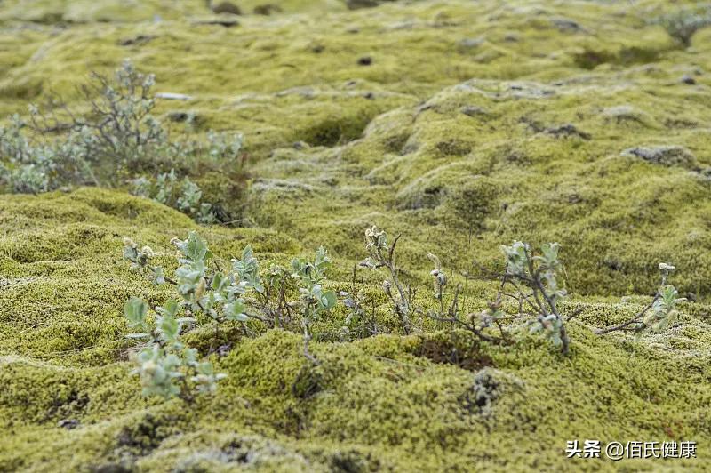 一款可食用的面膜,一款会跳舞的面膜