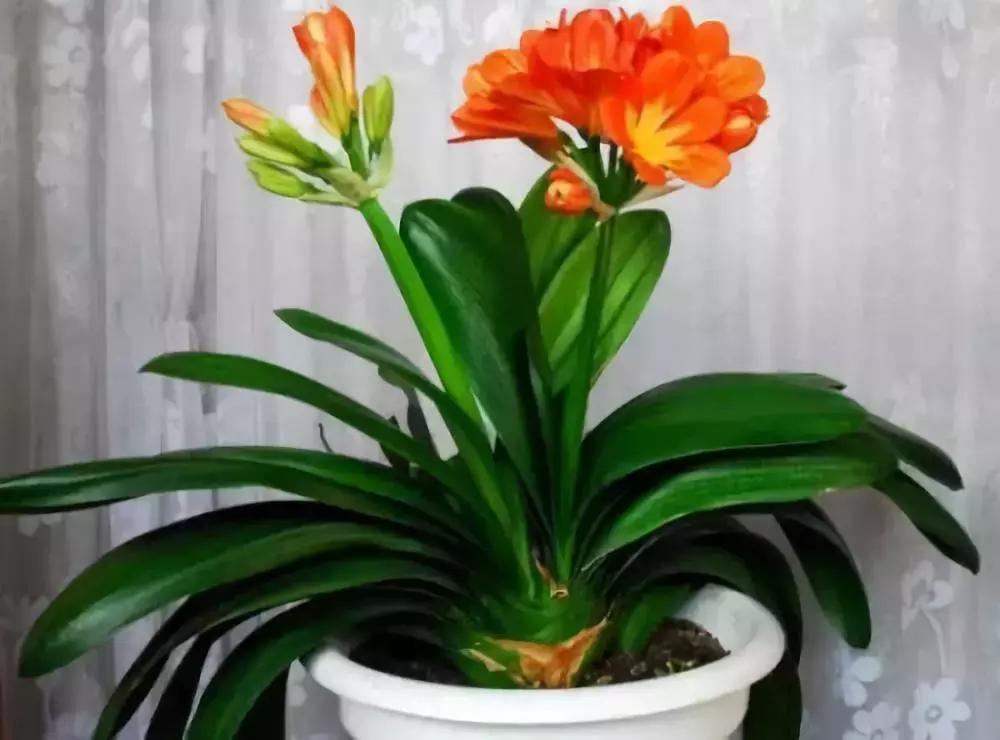 种什么蔬菜可吸甲醛,坪地吸甲醛的植物