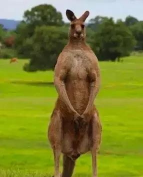 澳大利亚国宝袋鼠为啥可以吃,澳大利亚袋鼠是国宝为什么还能吃