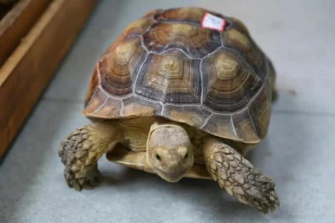 萌宠店到底有什么小宠物,萌宠宠物交易批发小店是骗人的吗