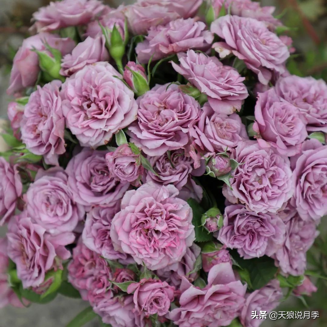 4月最浪漫的一次花开，是171个低价月季小苗带来的巅峰时刻！