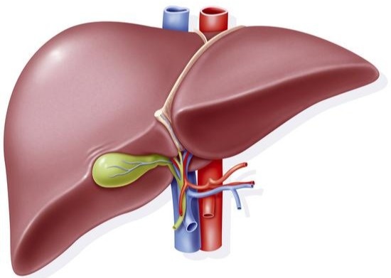 干细胞移植肝硬化研究进展,肝硬化晚期干细胞移植能维持多久