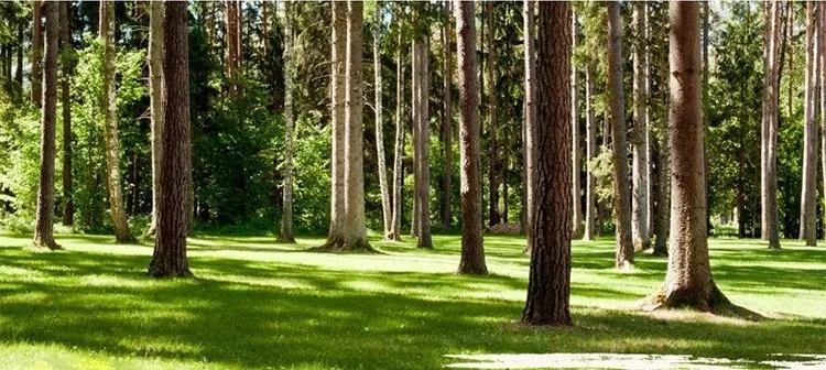 樟木驱虫的功效,樟木驱虫真的有用吗