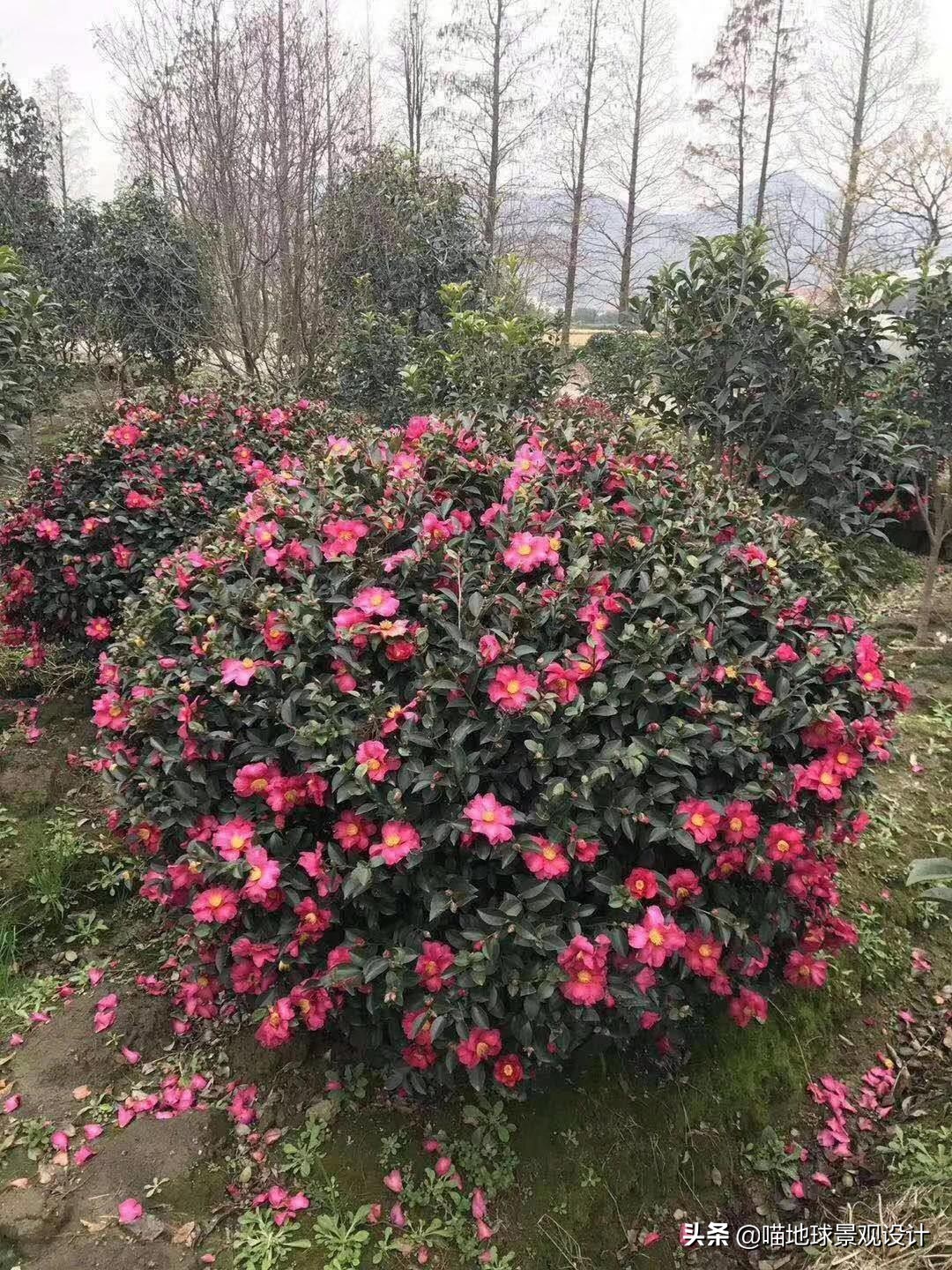 灌木球类植物,灌木植物种类及图片