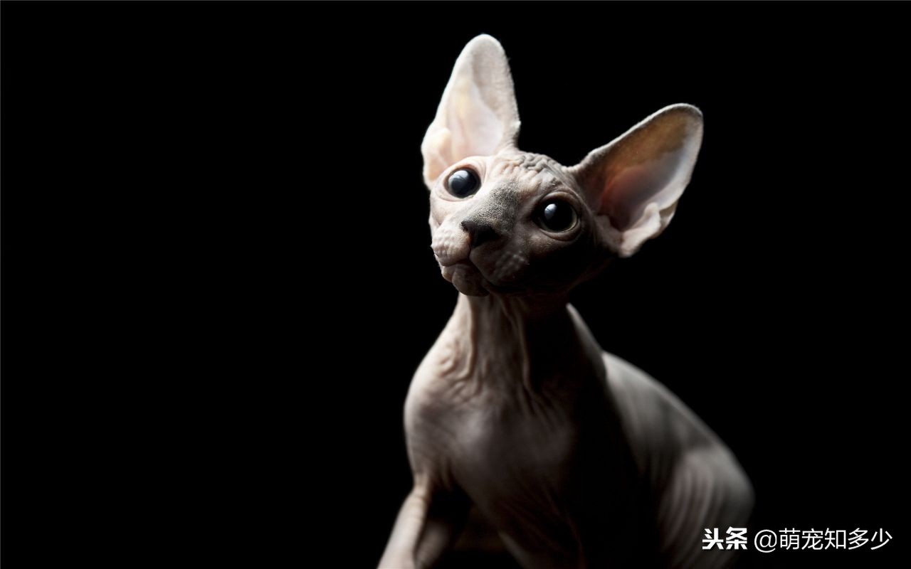 全身无毛只有头上一撮毛的猫,全身雪白生活在水里的猫