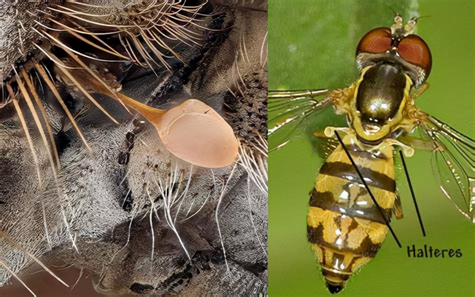 为啥总是打不中苍蝇,为什么总是打不中苍蝇