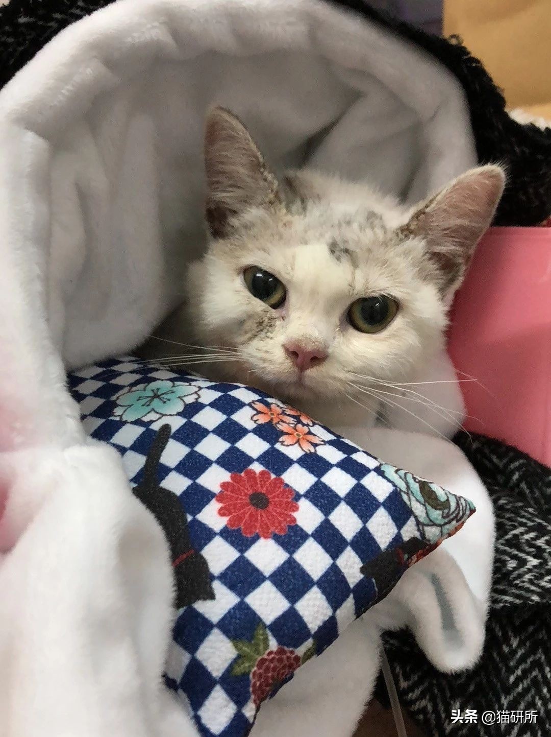 喵星人得了猫癣怎么办,宠物冷知识猫咪得了猫癣该怎么办