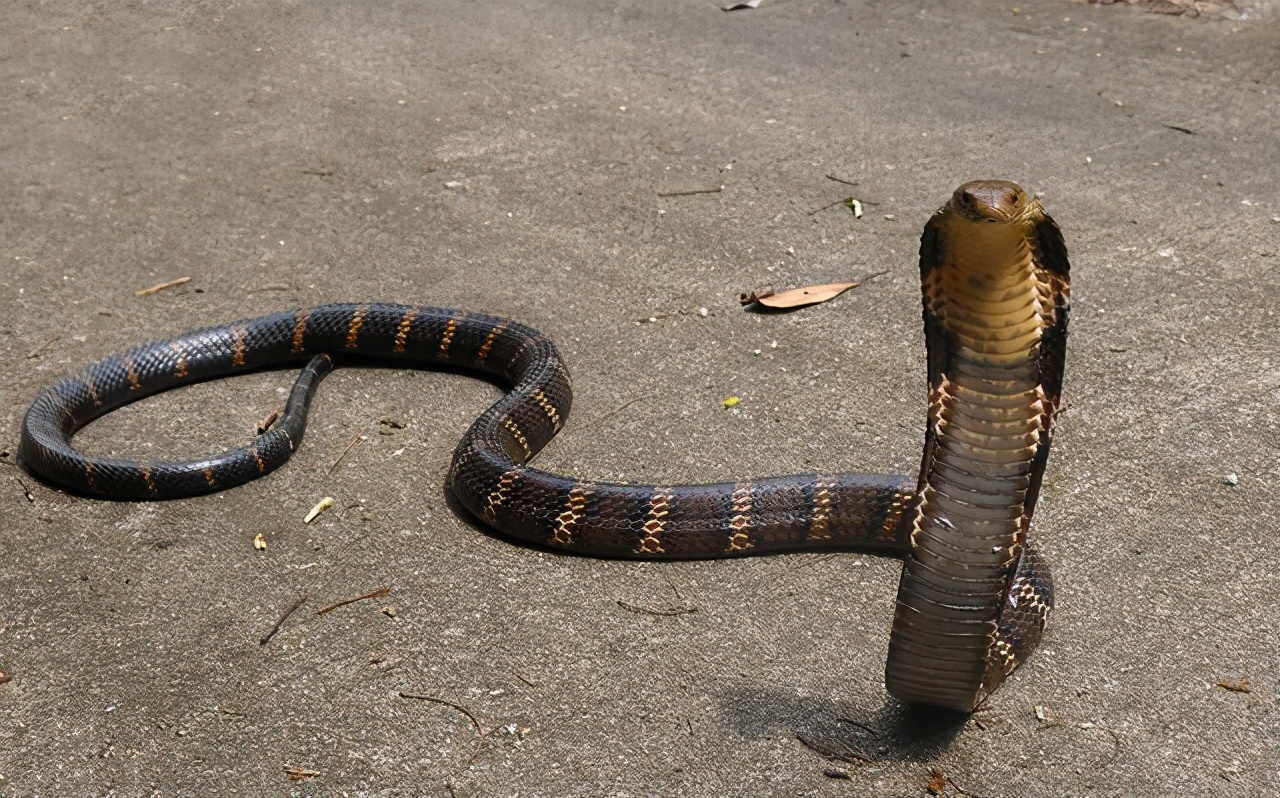 3米长眼镜王蛇爬进农户家中,2.4米眼镜王蛇闯入村民家纳凉