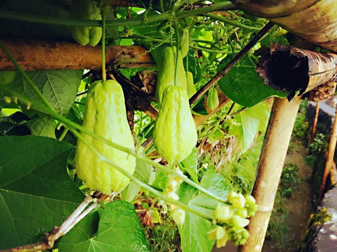 腾冲可以玩可以吃环境好的农家乐,腾冲花海美食