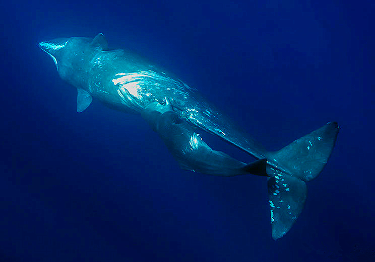 鲸鱼养育幼崽的方式是什么,鲸鱼如何哺育自己的孩子