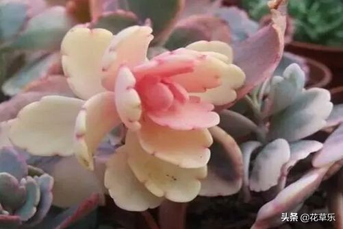 玉吊钟怎么养？玉吊钟是传说中不死之身的多肉植物