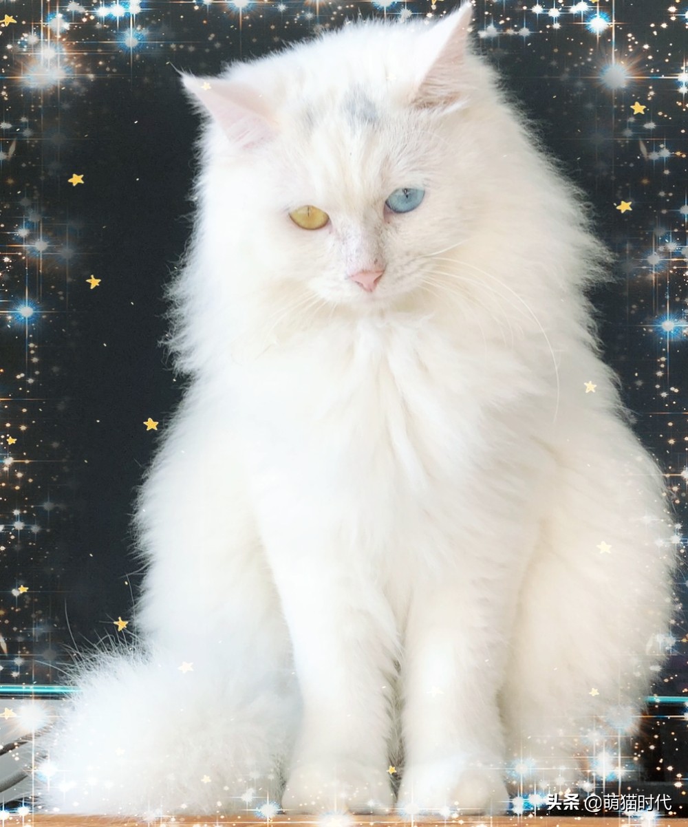 短毛卷毛猫有哪些品种,无毛猫和德文卷毛猫能配出来什么