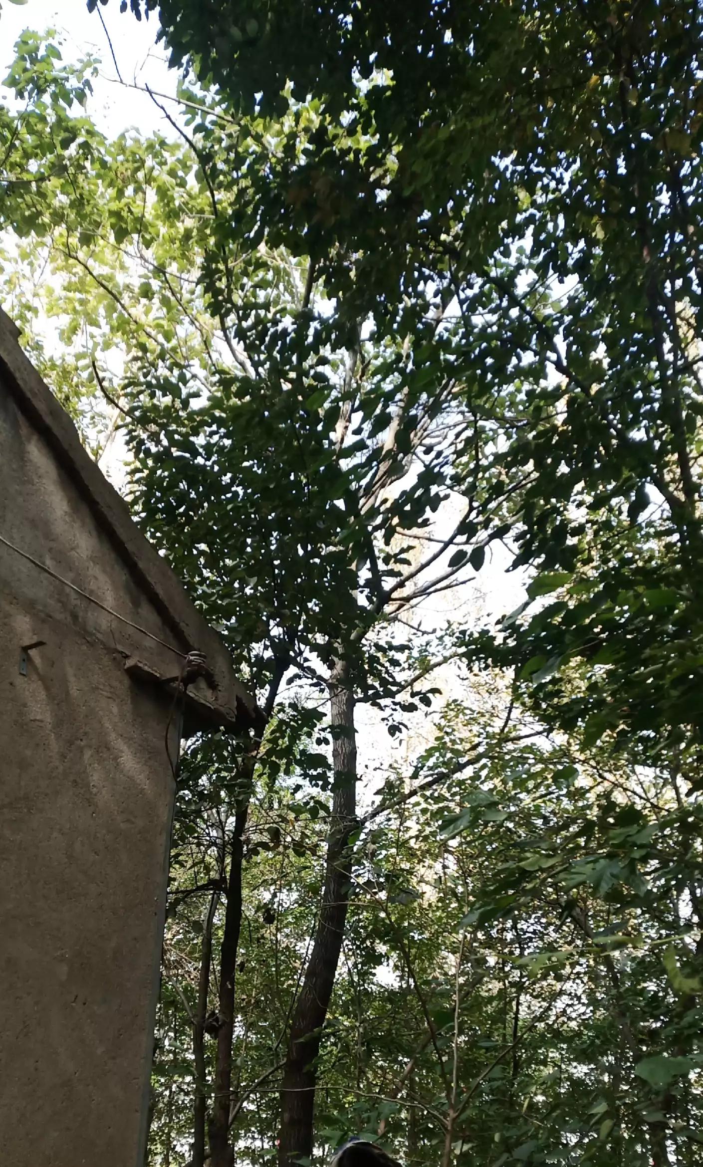 不用锅就能看卫星电视的机顶盒,没有网线用卫星锅能用吗