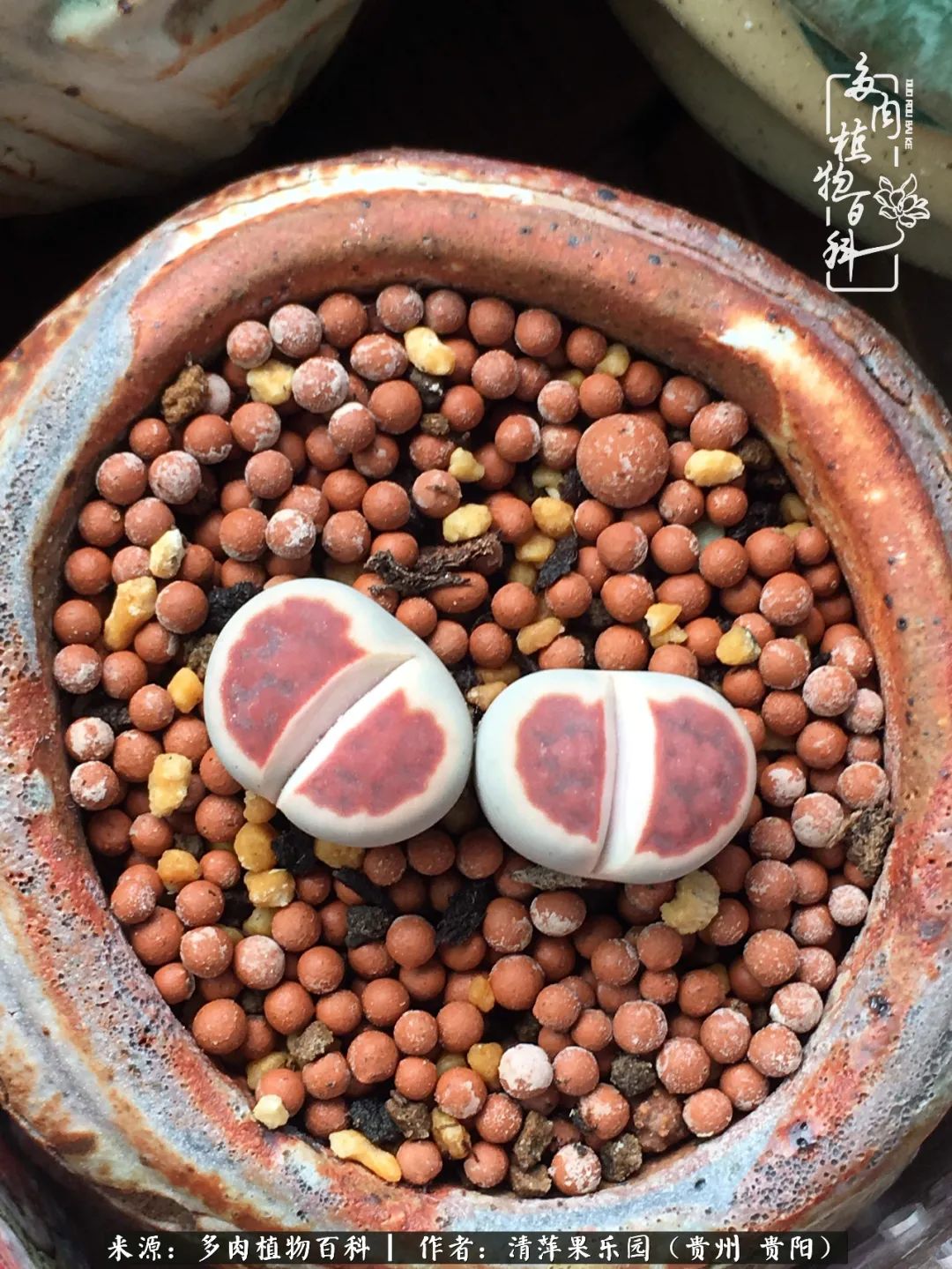 生石花庭院,晶莹剔透的生石花
