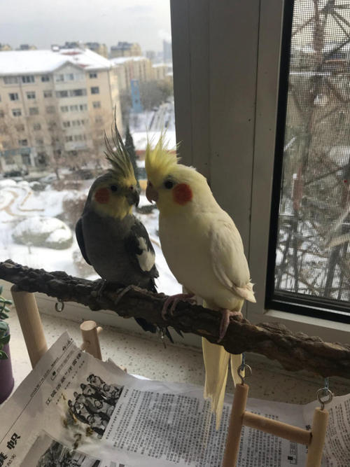 鹦鹉散养注意事项大全,怎么在家中放鹦鹉笼养鸟