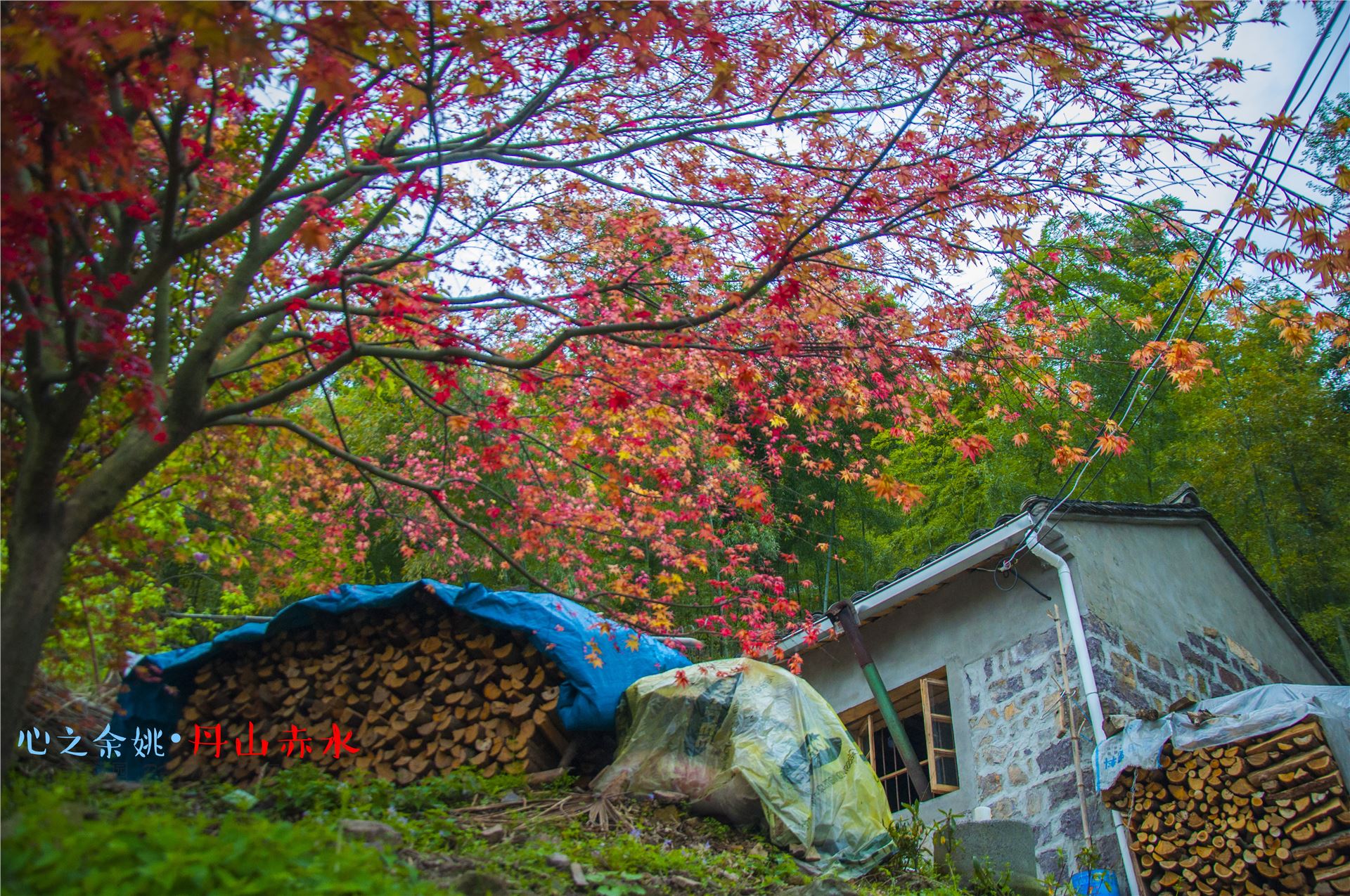 丹山赤水的老柿林景区,丹山赤水柿林古村