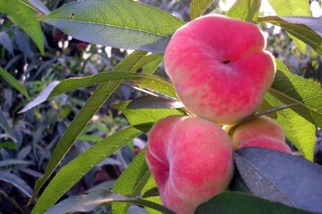 各地人看威海,威海的夏天是什么样的