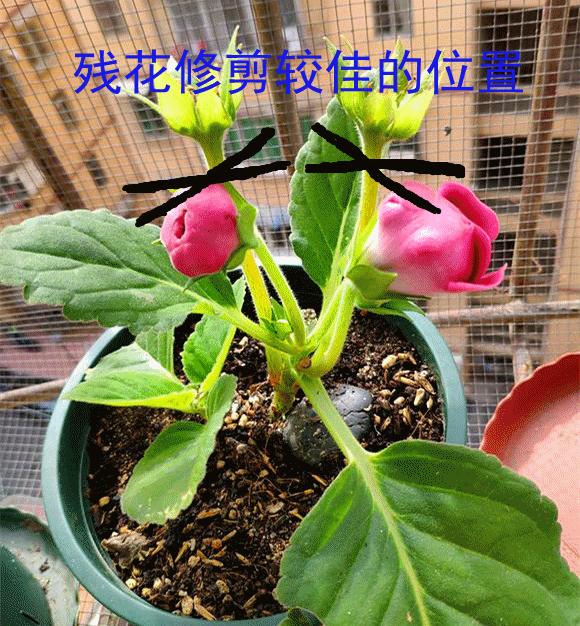 大岩桐花谢后，做好几点，植株更旺盛，开花不停歇