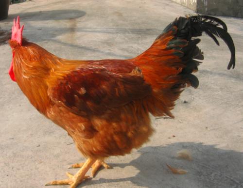 优质土鸡品种有哪些,湖南养土鸡什么品种最好