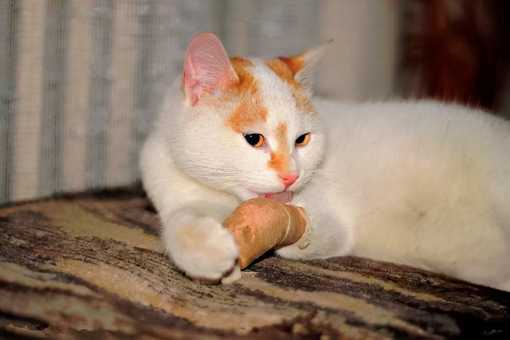 猫的伤口化脓老是舔,猫打架伤口化脓怎么处理