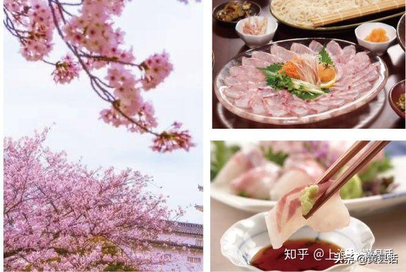 在海边很便宜的海鲫鱼（斑鰶），在日本却卖到几千块钱一斤