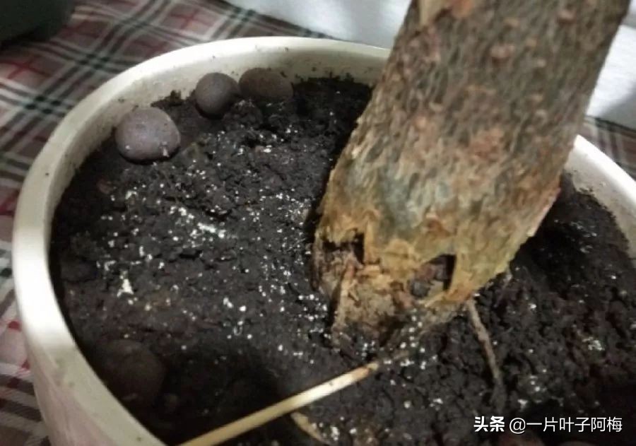 5个植物最招财,能开花又好养的植物又有寓意