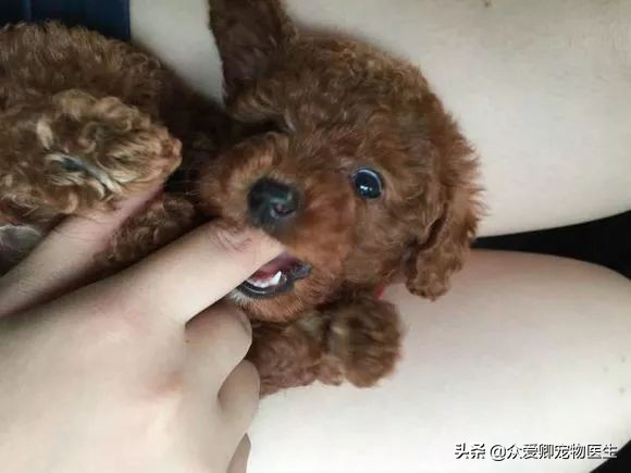 狗狗总是咬人不分轻重,狗狗总是咬人手