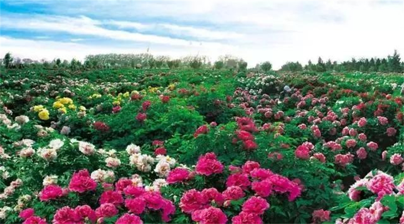 西安莲湖区20个旅游景点，3个是公园，其他17个历史底蕴丰厚