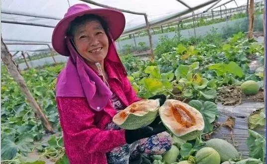 陕西哈密瓜第一村:大荔县东野鹊村