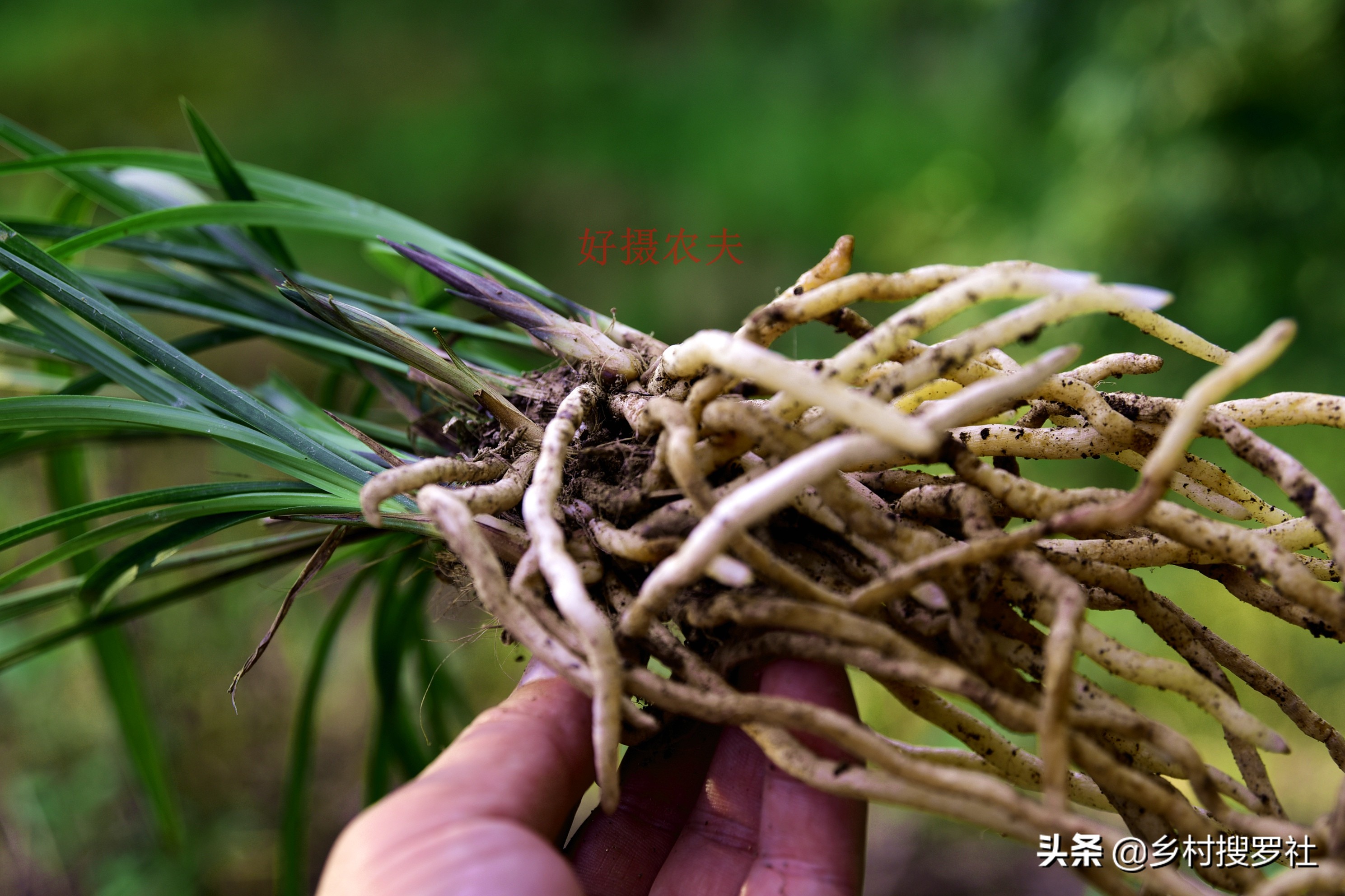 养兰花浇水避开这3点根壮花香,兰花耐旱能力强少浇水就能养得好