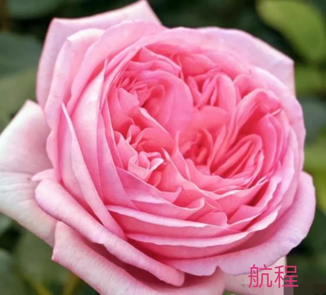 适合做切花的月季品种,十大公认最好切花月季