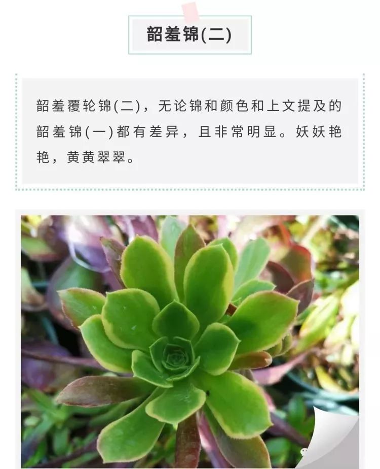 法师新品：青翠欲滴“檬”动我心，青檬法师育繁记