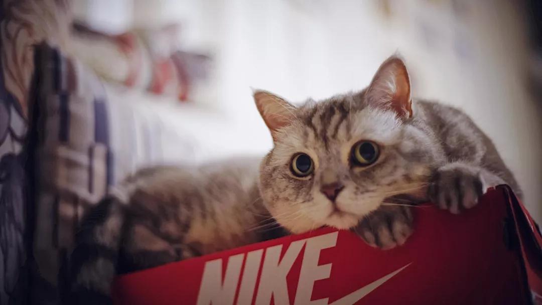 铲屎官回家过年留了一盆猫砂,过年回老家猫咪怎么办