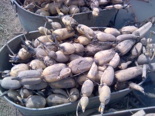 带芯的干莲子可以种出来莲花么,一颗莲子