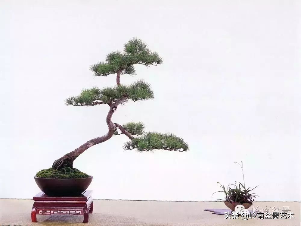 素仁格与文人树，你怎么看？