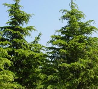 盘点史上最全中国各城市市花,中国各个地方的市花