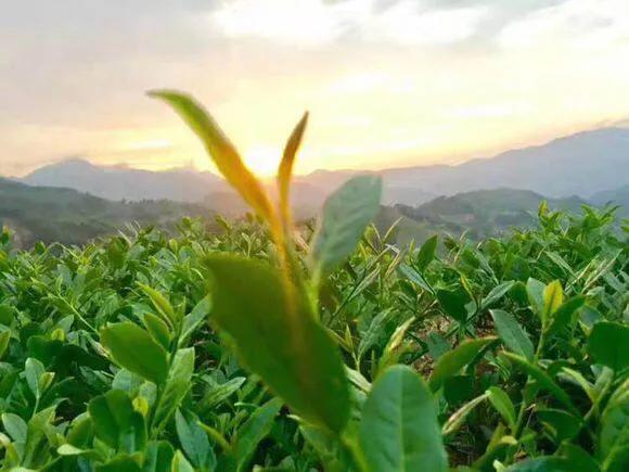 铁观音茶农损失大吗,铁观音茶叶农残有多严重