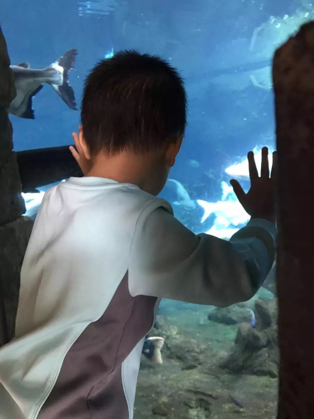 带娃广州长隆2天1夜旅游攻略,带娃自由行长隆旅游攻略