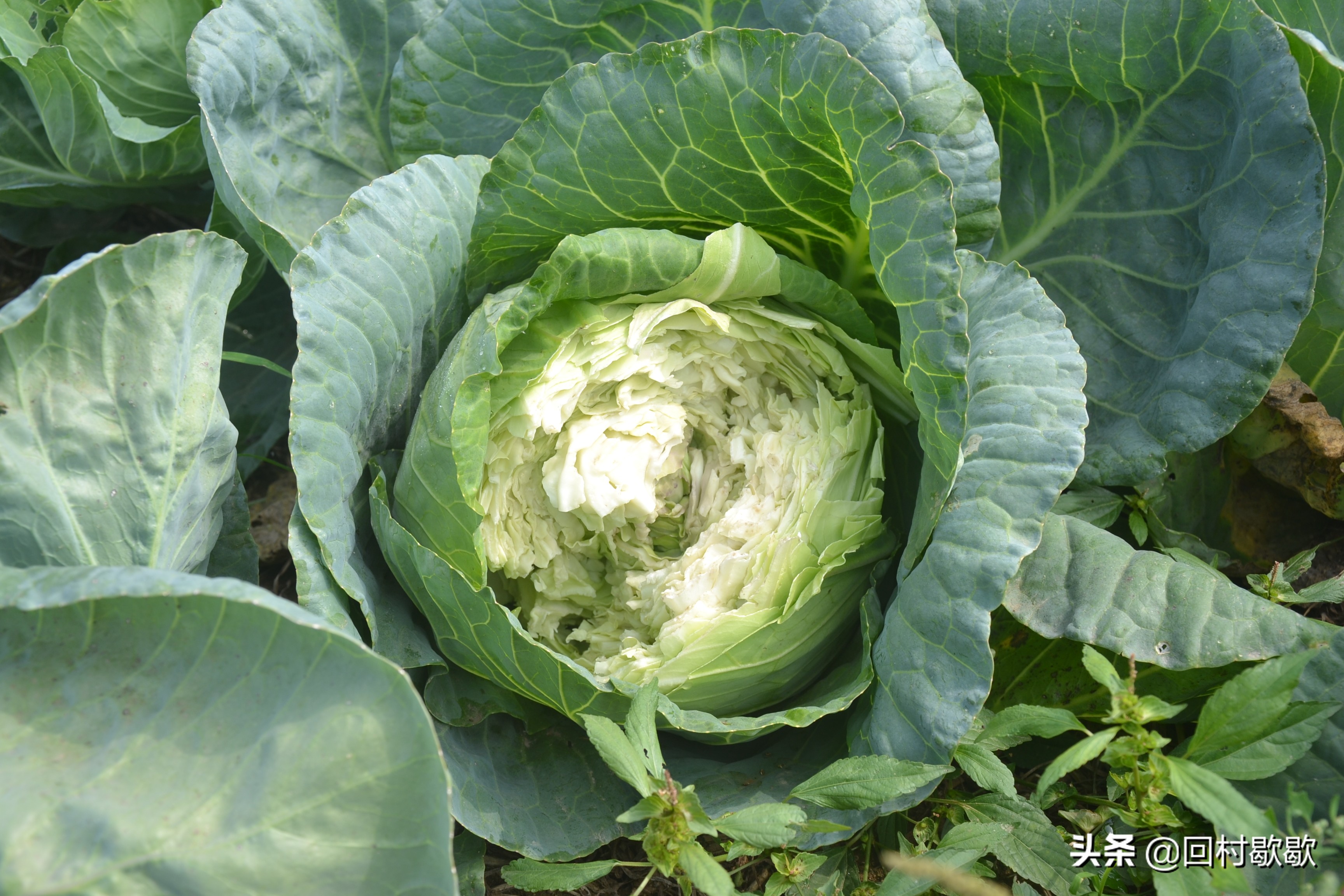 包头菜怎么处理,包头菜怎样储存冬天才能好吃