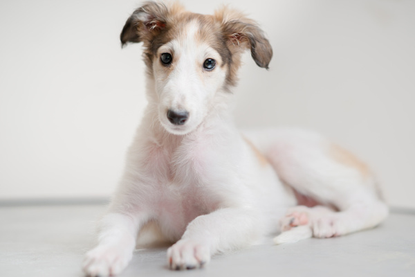 狗狗身上有红点还痒怎么办,小狗身上有红点痒