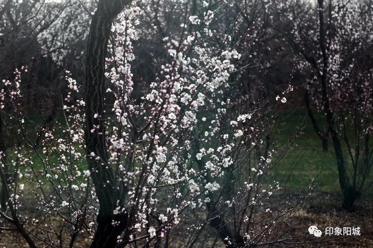 晋城哪里可以春游,晋城附近春游景点