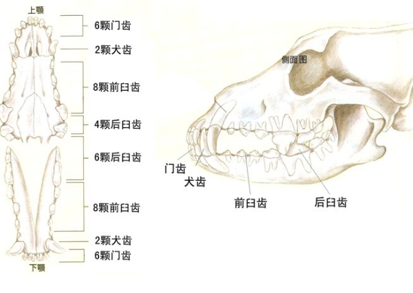 狗狗如何护牙,狗狗怎么护理狗牙