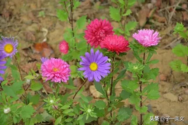 触动心弦的唯美早安心语配图,励志早安心语正能量简短触动心弦