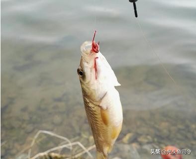 秋冬季七星漂朝天钩野钓实战,传统钓七星漂朝天钩线组如何选择