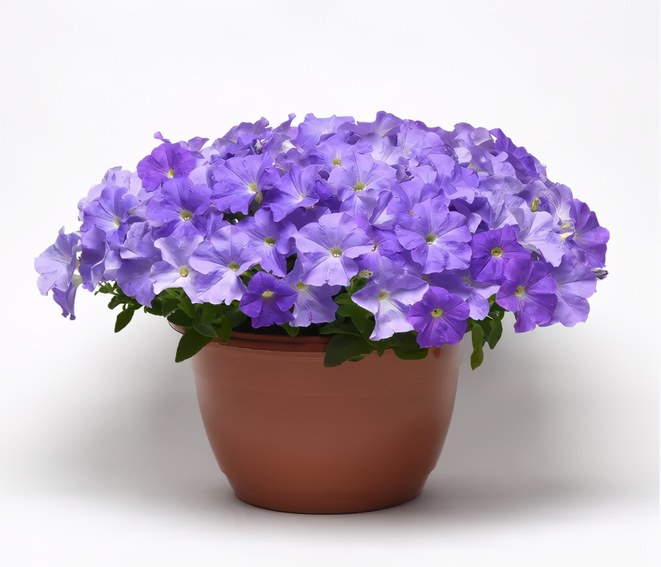 这43个来自世界各地的新品种,快来看看有没有你的菜