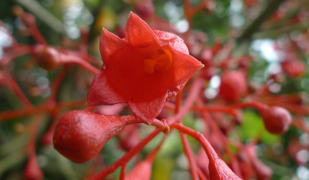 鏈堜寒鏄熷骇鎬庢牱搴斿璐熼潰鎯呯华,鏈堜寒鏄熷骇鎯呯华鐤楁剤