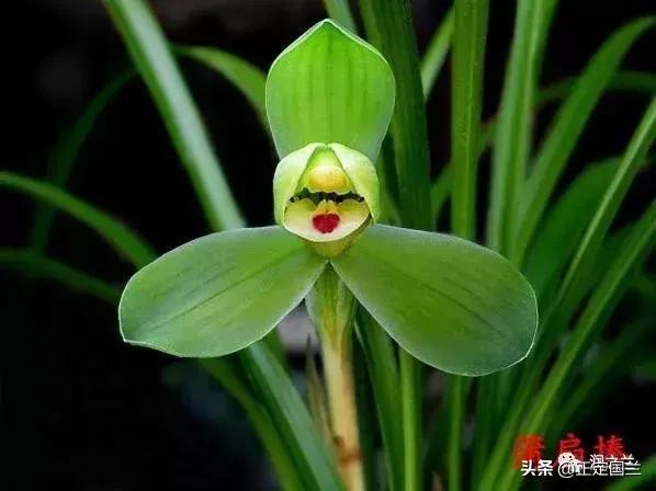 兰花知识大全100种,兰花鉴赏术语100条