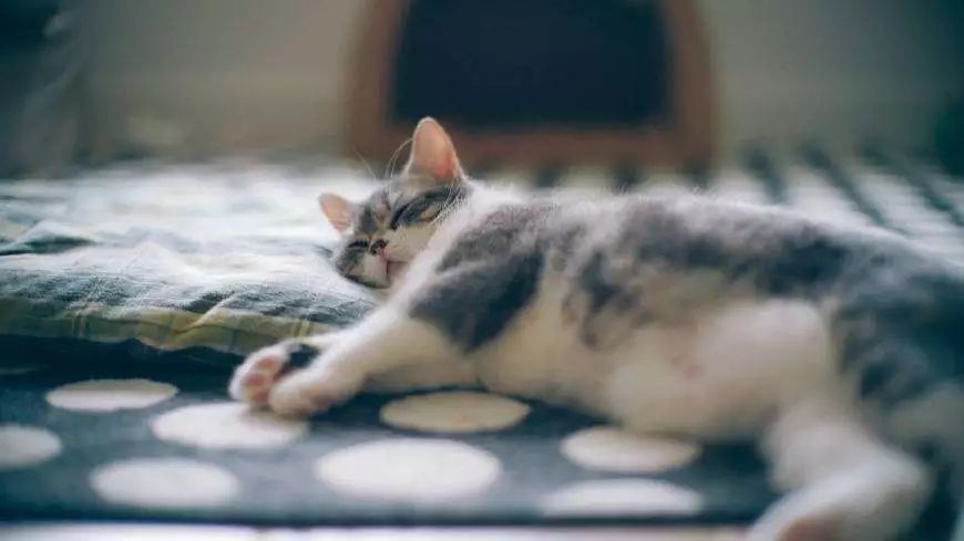 猫咪总是睡地上怎么办,猫咪经常躺床上如何让它睡窝里