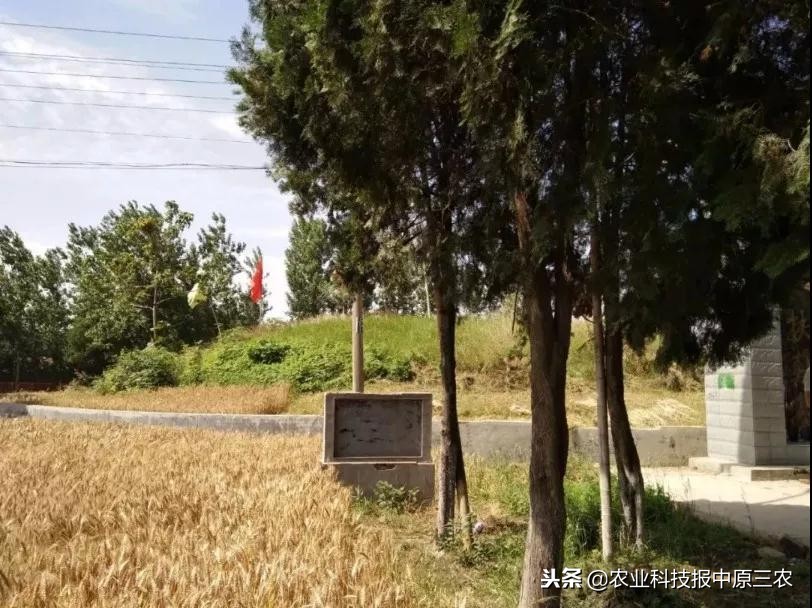 扶苏历史讲解,扶苏历史深度解析