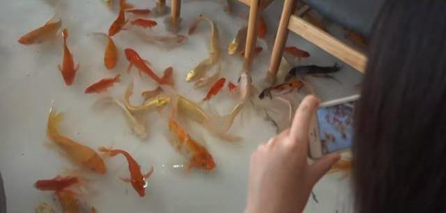 在咖啡馆的地板上养鱼,越南锦鲤咖啡厅